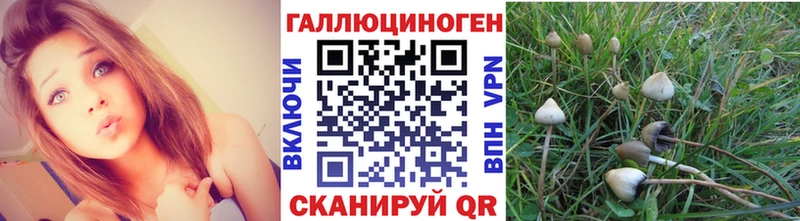 Галлюциногенные грибы Psilocybe  Сосновый Бор 