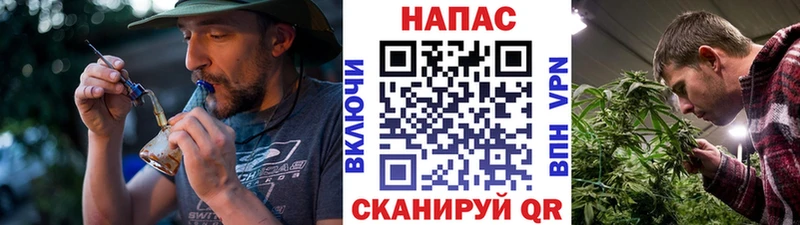 Бошки Шишки гибрид  Сосновый Бор 
